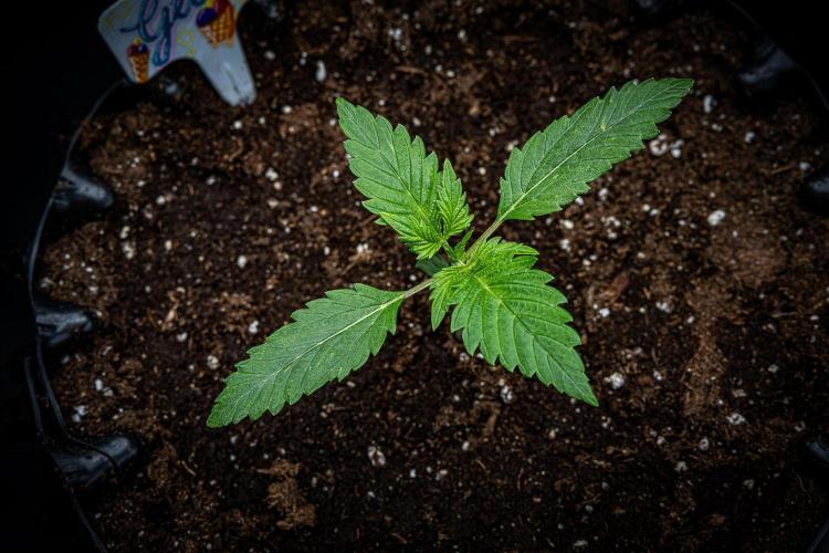 Auto Gelato Pyramid Seeds. Week 2 - Day 13