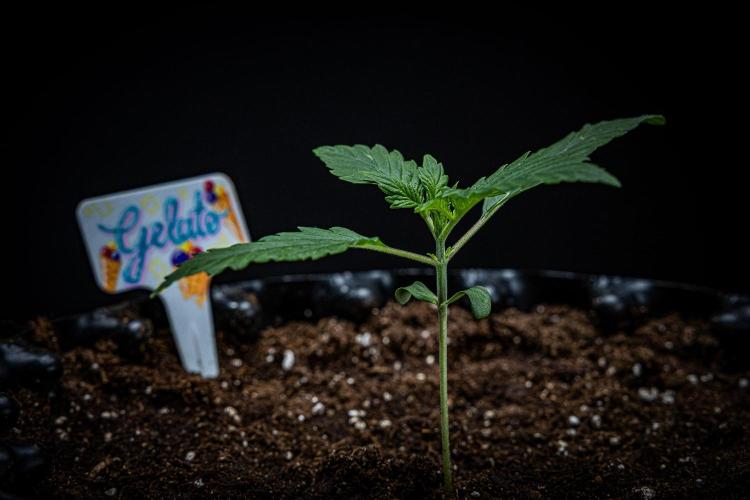 Auto Gelato Pyramid Seeds. Week 2 - Day 13