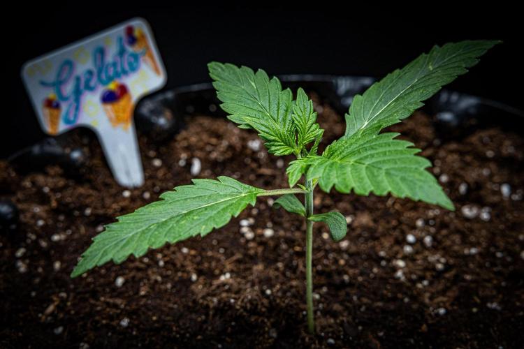 Auto Gelato Pyramid Seeds. Week 2