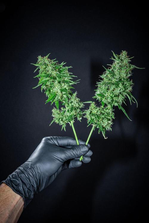 Dutch Treat Auto Zamnesia Seeds. Week 16 - Day 99