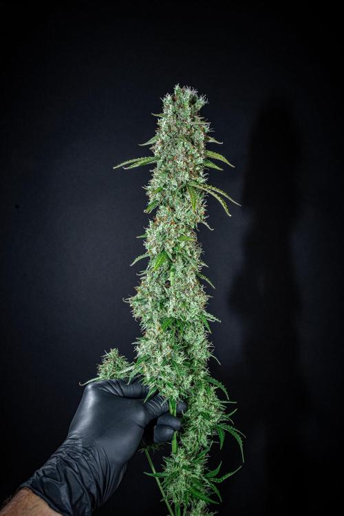 Dutch Treat Auto Zamnesia Seeds. Week 16 - Day 99