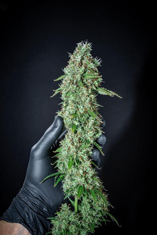 Dutch Treat Auto Zamnesia Seeds. Week 16 - Day 99