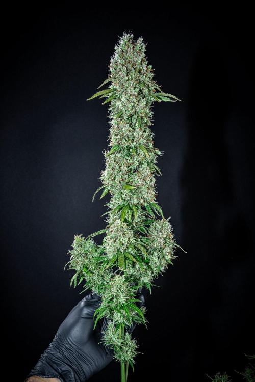 Dutch Treat Auto Zamnesia Seeds. Week 16 - Day 99