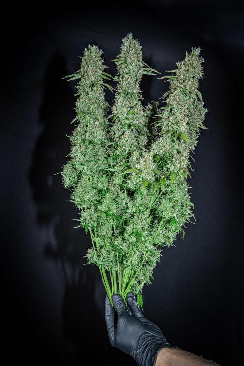 Dutch Treat Auto Zamnesia Seeds. Week 16 - Day 99