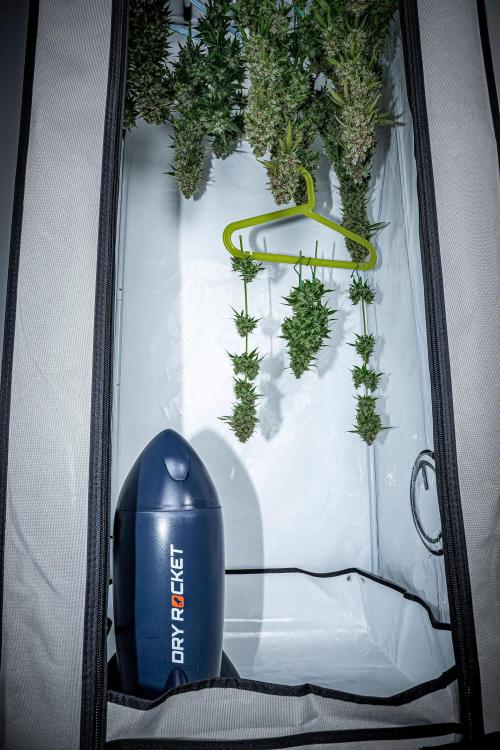 Dutch Treat Auto Zamnesia Seeds. Week 16 - Day 99