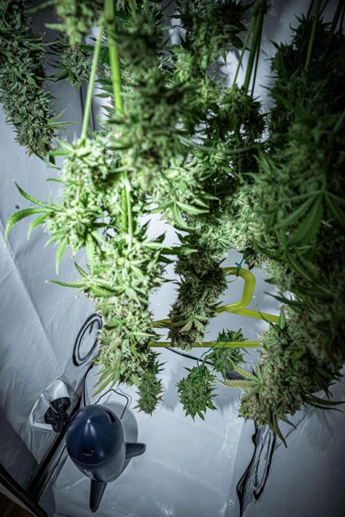 Dutch Treat Auto Zamnesia Seeds. Week 16 - Day 99