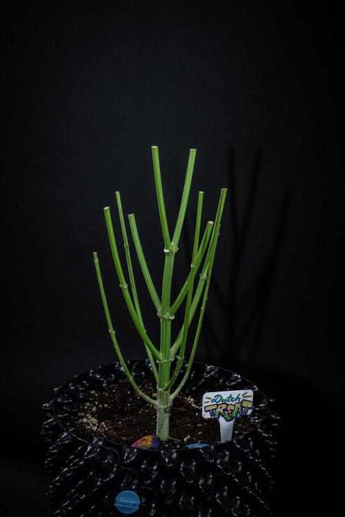 Dutch Treat Auto Zamnesia Seeds. Week 16 - Day 99 – that's it 