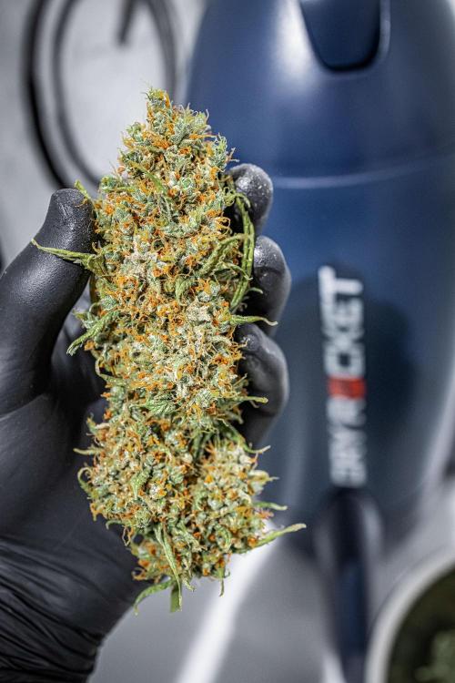 Dutch Treat Auto Zamnesia Seeds. Week 16 - Day 111