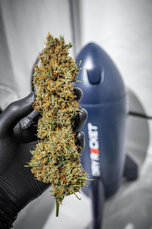 Dutch Treat Auto Zamnesia Seeds. Week 16 - Day 111