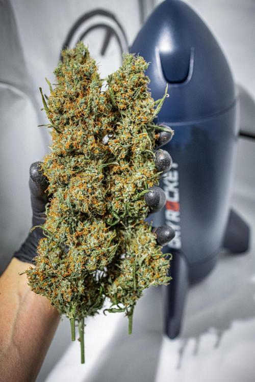 Dutch Treat Auto Zamnesia Seeds. Week 16 - Day 111