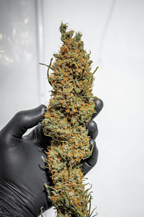 Dutch Treat Auto Zamnesia Seeds. Week 16 - Day 111