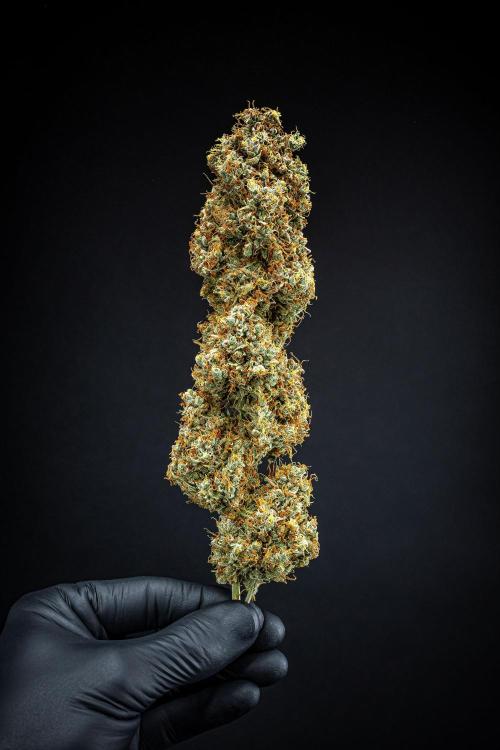 Dutch Treat Auto Zamnesia Seeds. Week 16 - Day 132