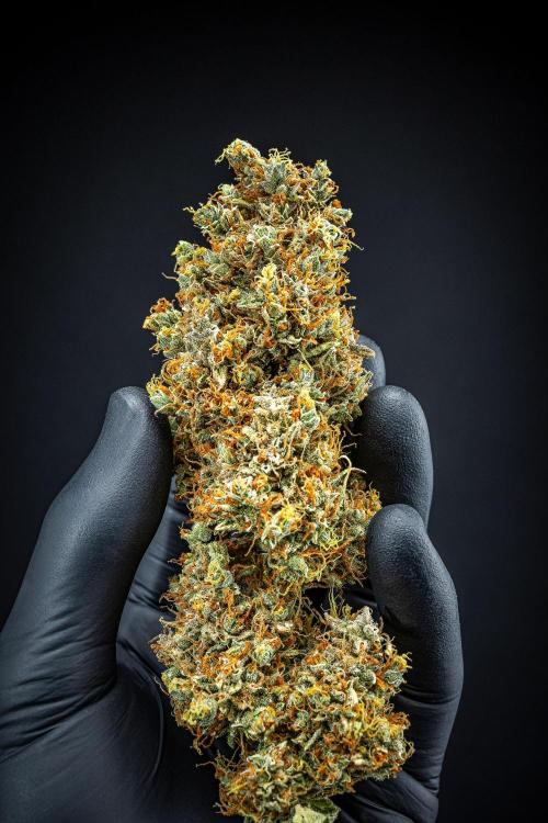 Dutch Treat Auto Zamnesia Seeds. Week 16 - Day 132