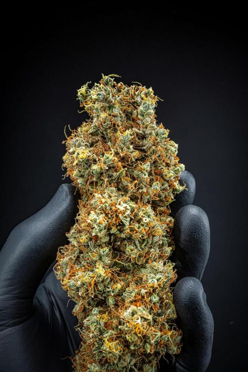 Dutch Treat Auto Zamnesia Seeds. Week 16 - Day 132