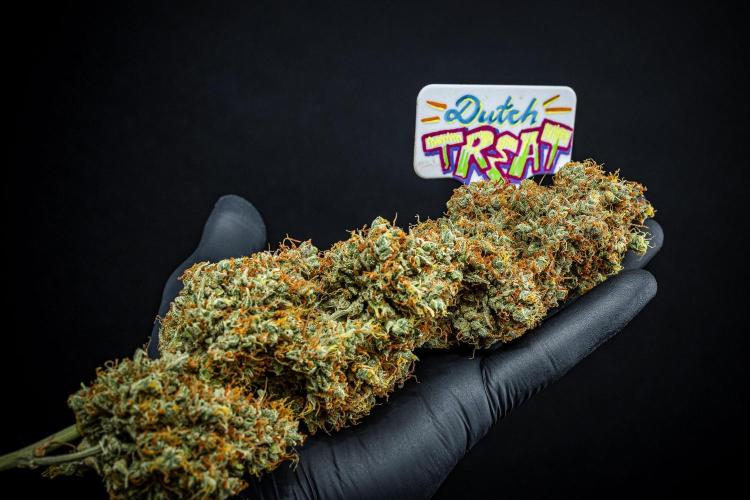 Dutch Treat Auto Zamnesia Seeds. Week 16 - Day 132