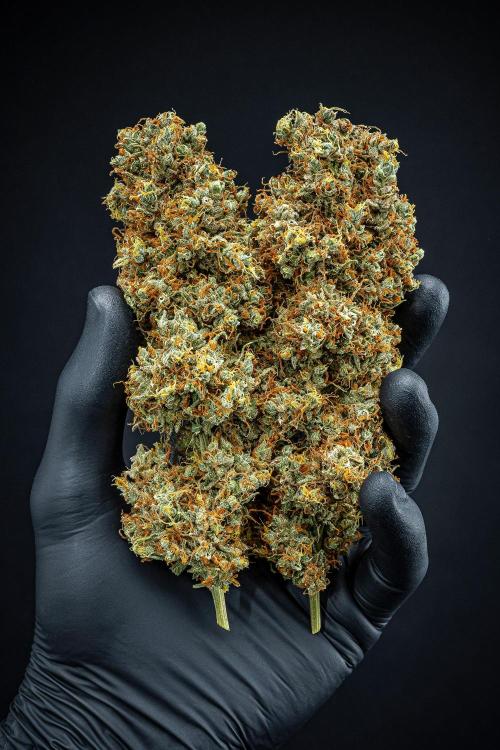 Dutch Treat Auto Zamnesia Seeds. Week 16 - Day 132