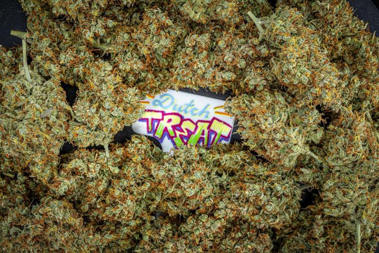 Dutch Treat Auto Zamnesia Seeds. Week 16 - Day 132