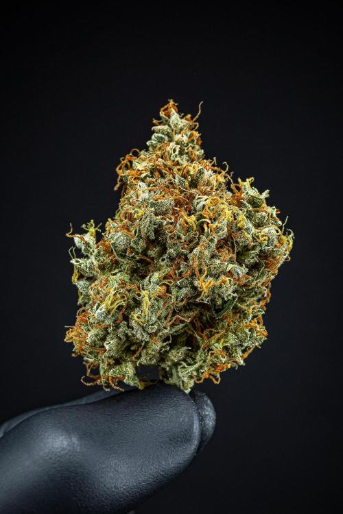 Dutch Treat Auto Zamnesia Seeds. Week 16 - Day 132