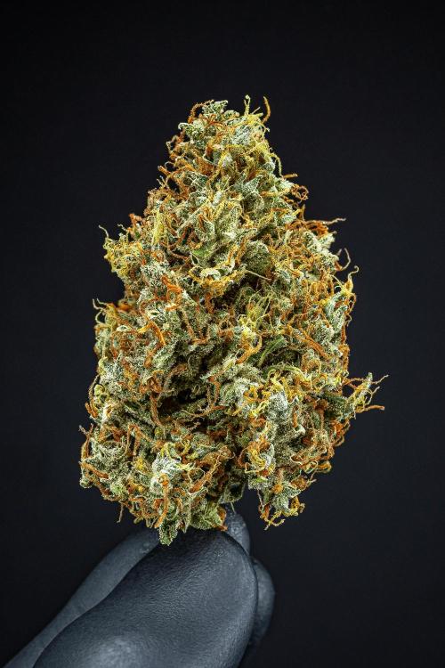 Dutch Treat Auto Zamnesia Seeds. Week 16 - Day 132