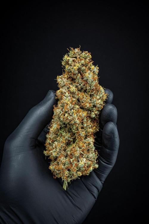 Dutch Treat Auto Zamnesia Seeds. Week 16 - Day 132