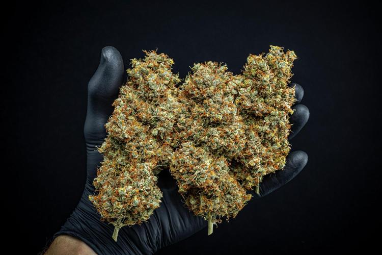 Dutch Treat Auto Zamnesia Seeds. Week 16 - Day 132