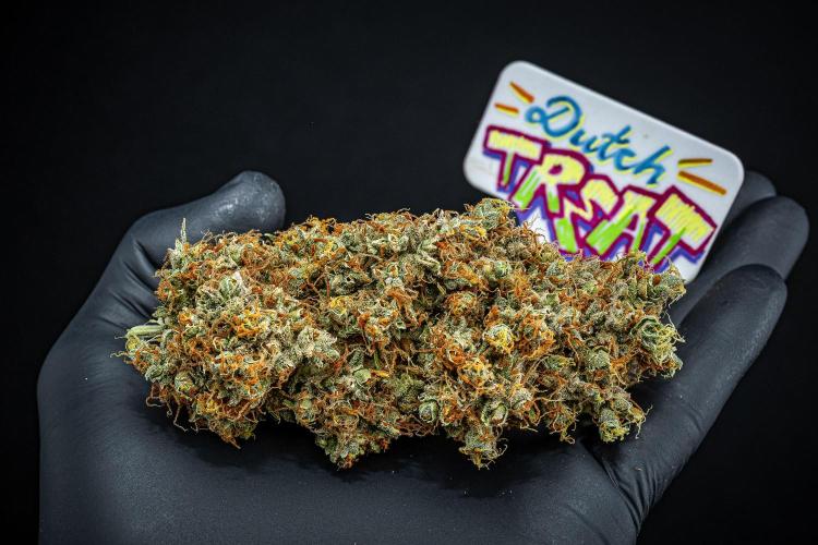 Dutch Treat Auto Zamnesia Seeds. Week 16 - Day 132