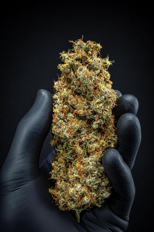 Dutch Treat Auto Zamnesia Seeds. Week 16 - Day 132