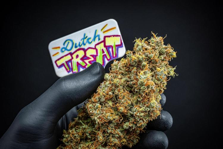 Dutch Treat Auto Zamnesia Seeds. Week 16 - Day 132