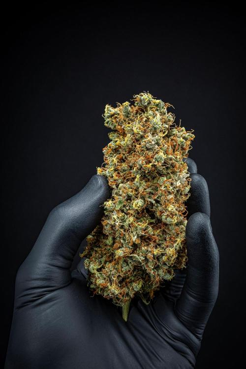 Dutch Treat Auto Zamnesia Seeds. Week 16 - Day 132