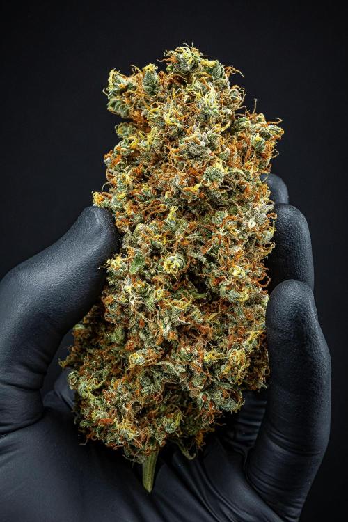 Dutch Treat Auto Zamnesia Seeds. Week 16 - Day 132