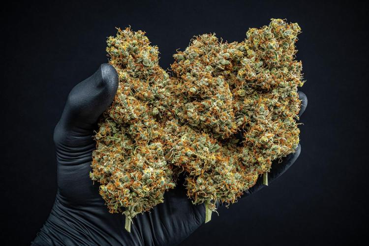 Dutch Treat Auto Zamnesia Seeds. Week 16 - Day 132