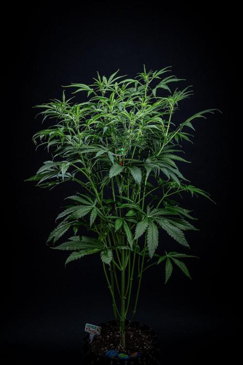 Chemical Candy Green House Seeds. Week 7 - Day 47