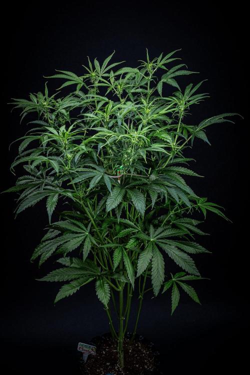 Chemical Candy Green House Seeds. Week 7 - Day 47