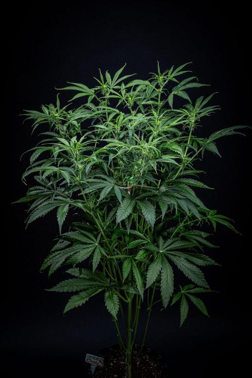 Chemical Candy Green House Seeds. Week 7 - Day 47