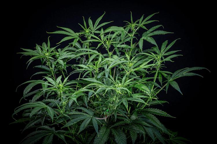 Chemical Candy Green House Seeds. Week 7 - Day 47