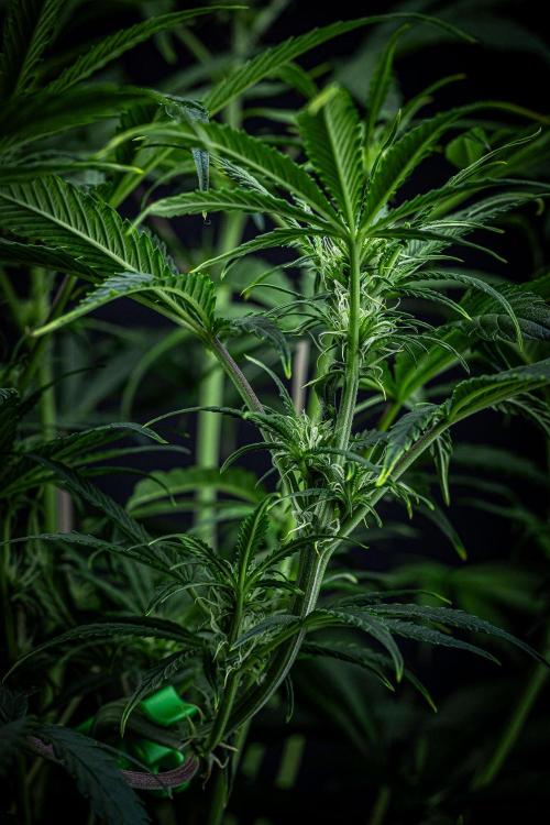 Chemical Candy Green House Seeds. Week 7 - Day 47