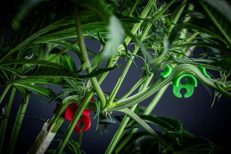 Chemical Candy Green House Seeds. Week 7 - Day 47