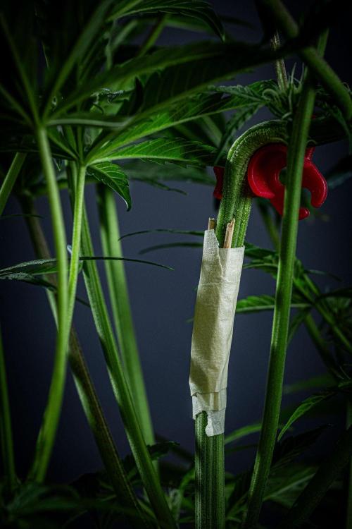 Chemical Candy Green House Seeds. Week 7 - Day 47 – still taped