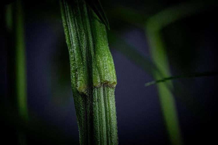 Chemical Candy Green House Seeds. Week 7 - Day 47 – looks like it healed quite well