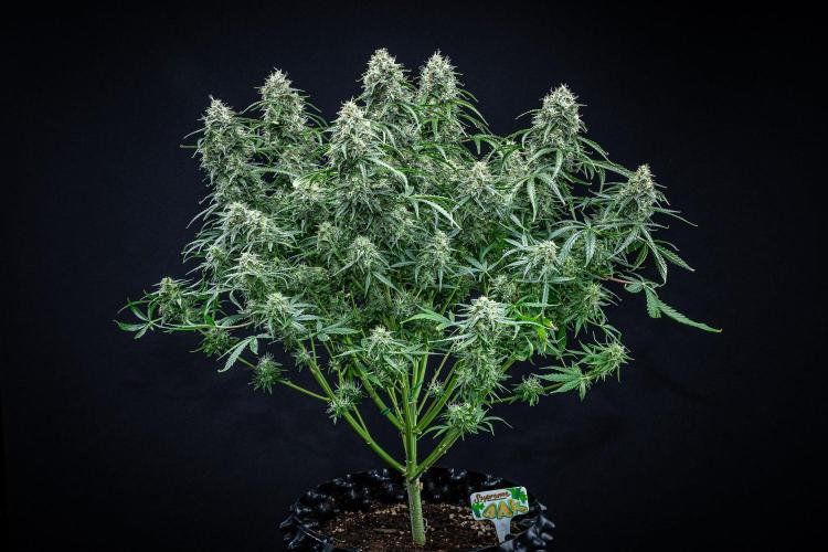 Sensi Supreme Oak Automatic Sensi Seeds. Week 11 - Day 77