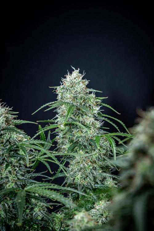 Sensi Supreme Oak Automatic Sensi Seeds. Week 11 - Day 77