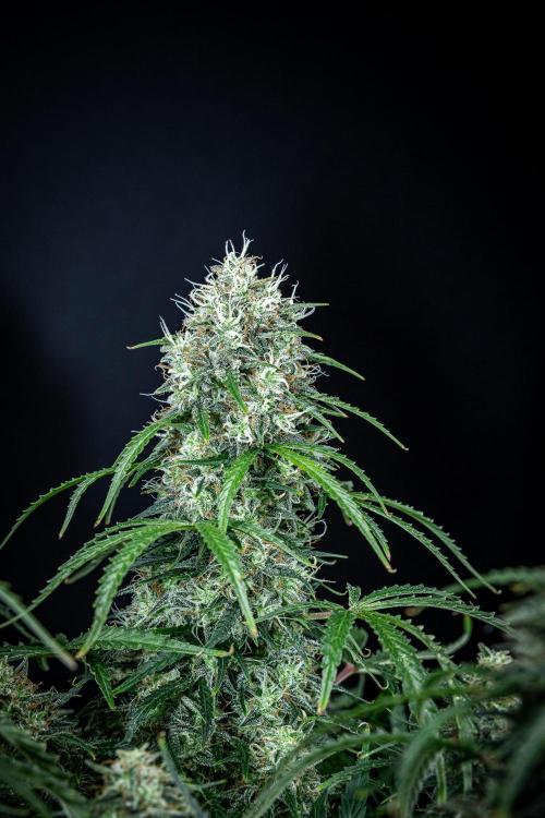 Sensi Supreme Oak Automatic Sensi Seeds. Week 11 - Day 77