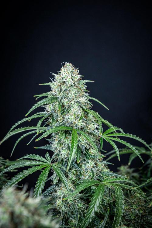 Sensi Supreme Oak Automatic Sensi Seeds. Week 11 - Day 77