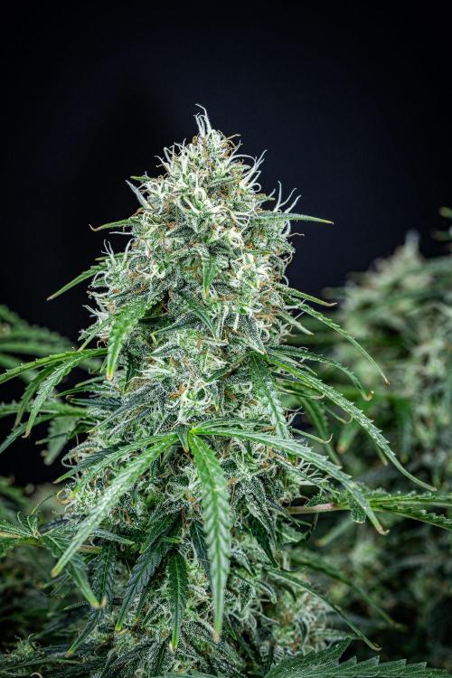 Sensi Supreme Oak Automatic Sensi Seeds. Week 11 - Day 77