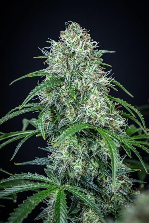 Sensi Supreme Oak Automatic Sensi Seeds. Week 11 - Day 77