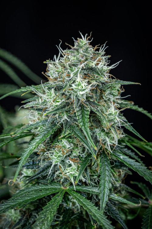 Sensi Supreme Oak Automatic Sensi Seeds. Week 11 - Day 77