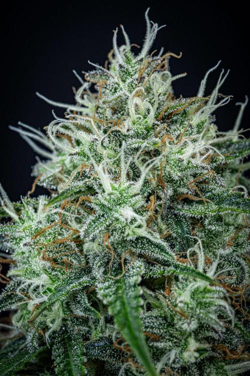 Sensi Supreme Oak Automatic Sensi Seeds. Week 11 - Day 77