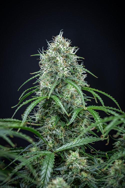 Sensi Supreme Oak Automatic Sensi Seeds. Week 11 - Day 77