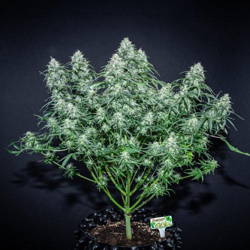 Sensi Supreme Oak Automatic Sensi Seeds. Week 11 - Day 77