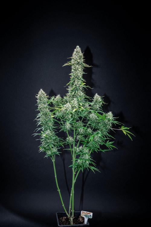 Ghost Train Haze Autoflower Zamnesia. Week 15 - Day 103